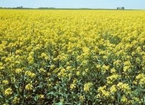 Şalgam Otu Türleri ve Özellikleri